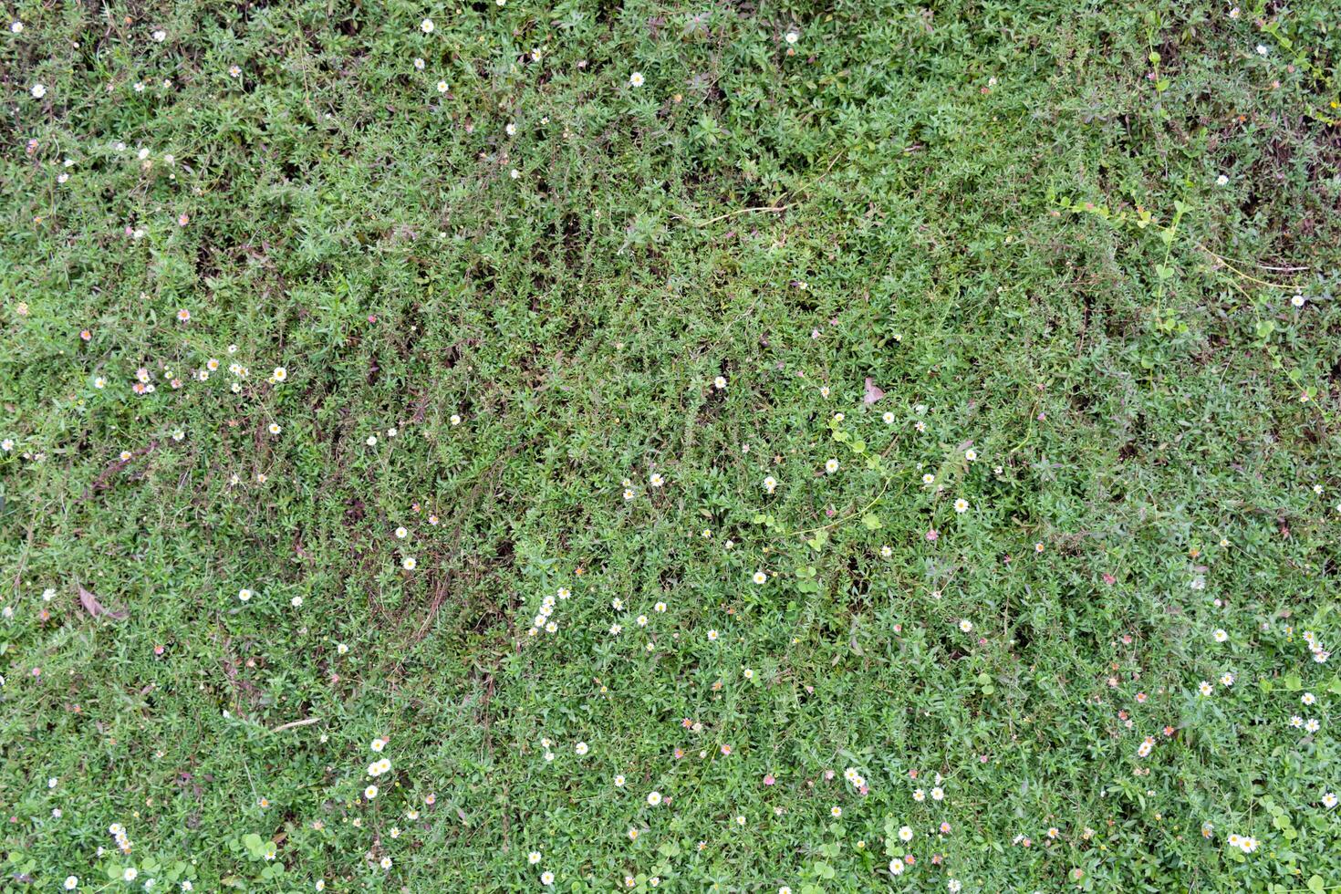 The background of many small green leaves in the Top View view looks beautiful and unusual. It is a natural background with bright green color and copy space for inserting text for advertising. photo