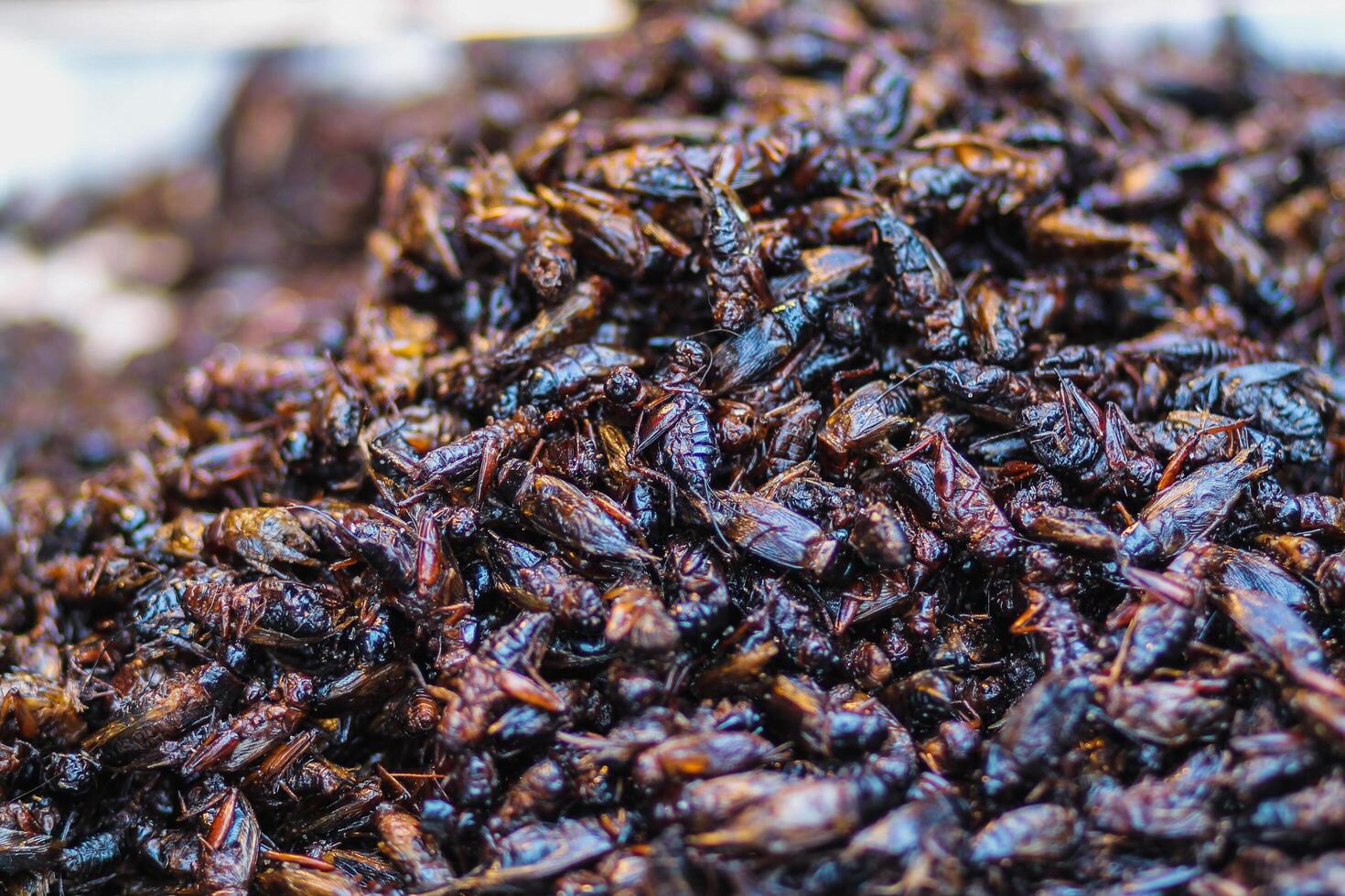 Soft And Smooth Focus,Grasshoppers or fried insects are a group of protein foods that are easy to find in Asia and fried insects are also popular in the northeast of Thailand and Laos. photo