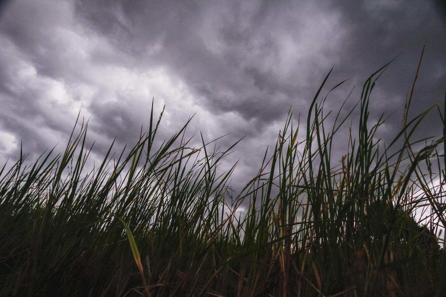 The rain clouds that are forming above the sky are rain clouds of the storms that are bringing moisture into the seasonal areas. The background of the sky is full of black clouds from thunderstorm photo