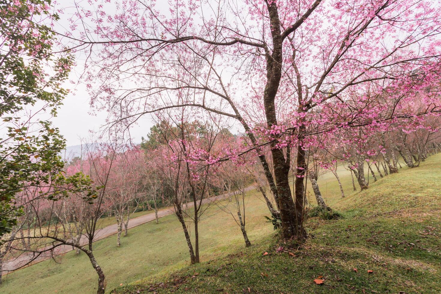 Choose soft focus, beautiful cherry blossom, Prunus cerasoides in Thailand, bright pink flowers of Sakura on the high mountains of Chiang Mai. The beautiful scenery of the blossoming cherry blossoms photo