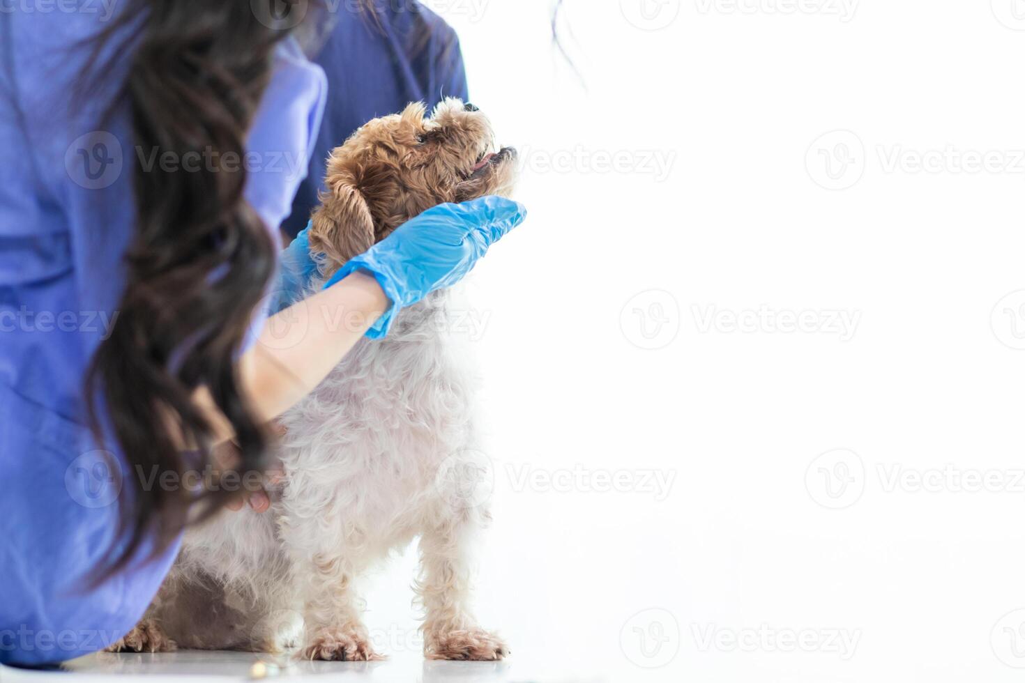 Veterinarian who specialize in veterinary medicine are examining health of dog within animal hospital look for diseases and injuries in dog. veterinarian is examining dog in hospita for treatment photo