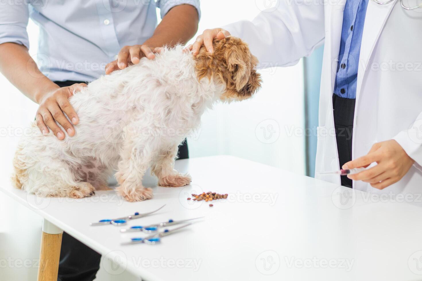 Veterinarians who specialize in veterinary medicine are examining health of dogs within animal hospital to look for diseases and injuries in dog . Taking dog for an annual health check from veterinary photo