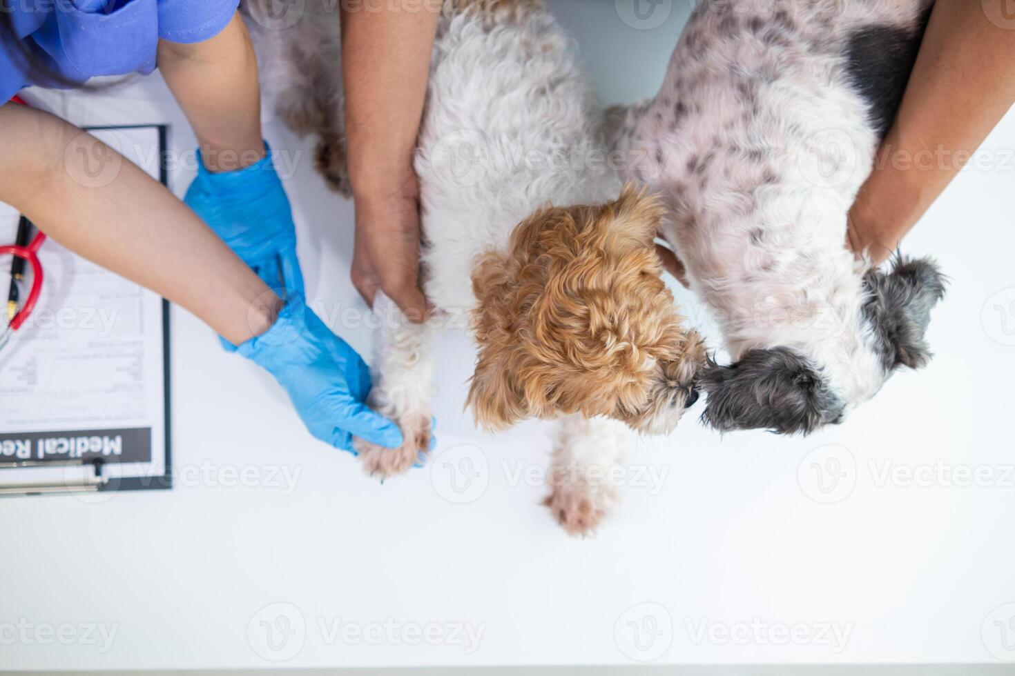 Veterinarian who specialize in veterinary medicine are examining health of dog within animal hospital look for diseases and injuries in dog. veterinarian is examining dog in hospita for treatment photo