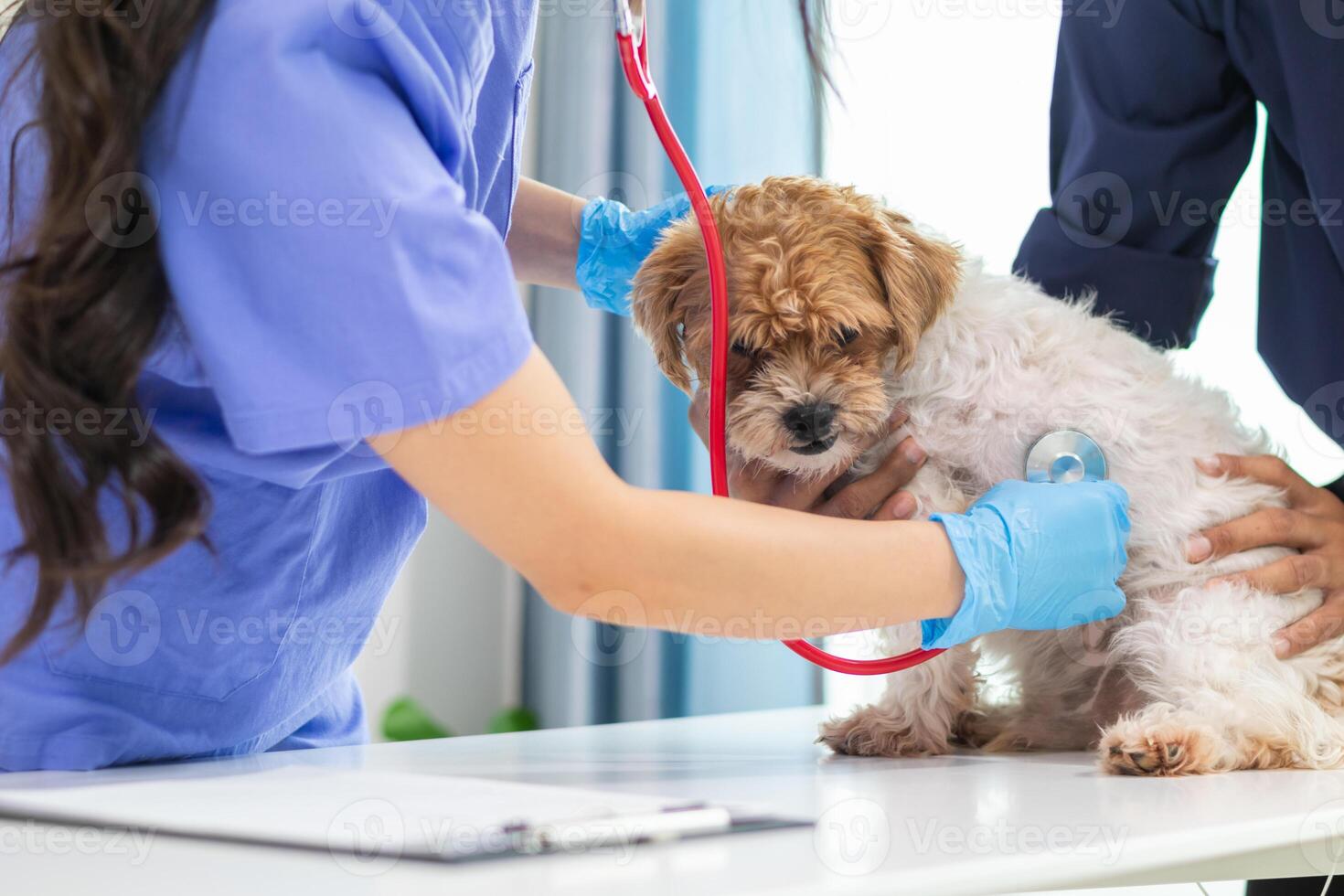 Veterinarian are using Stethoscopes to examine dog health and diagnose