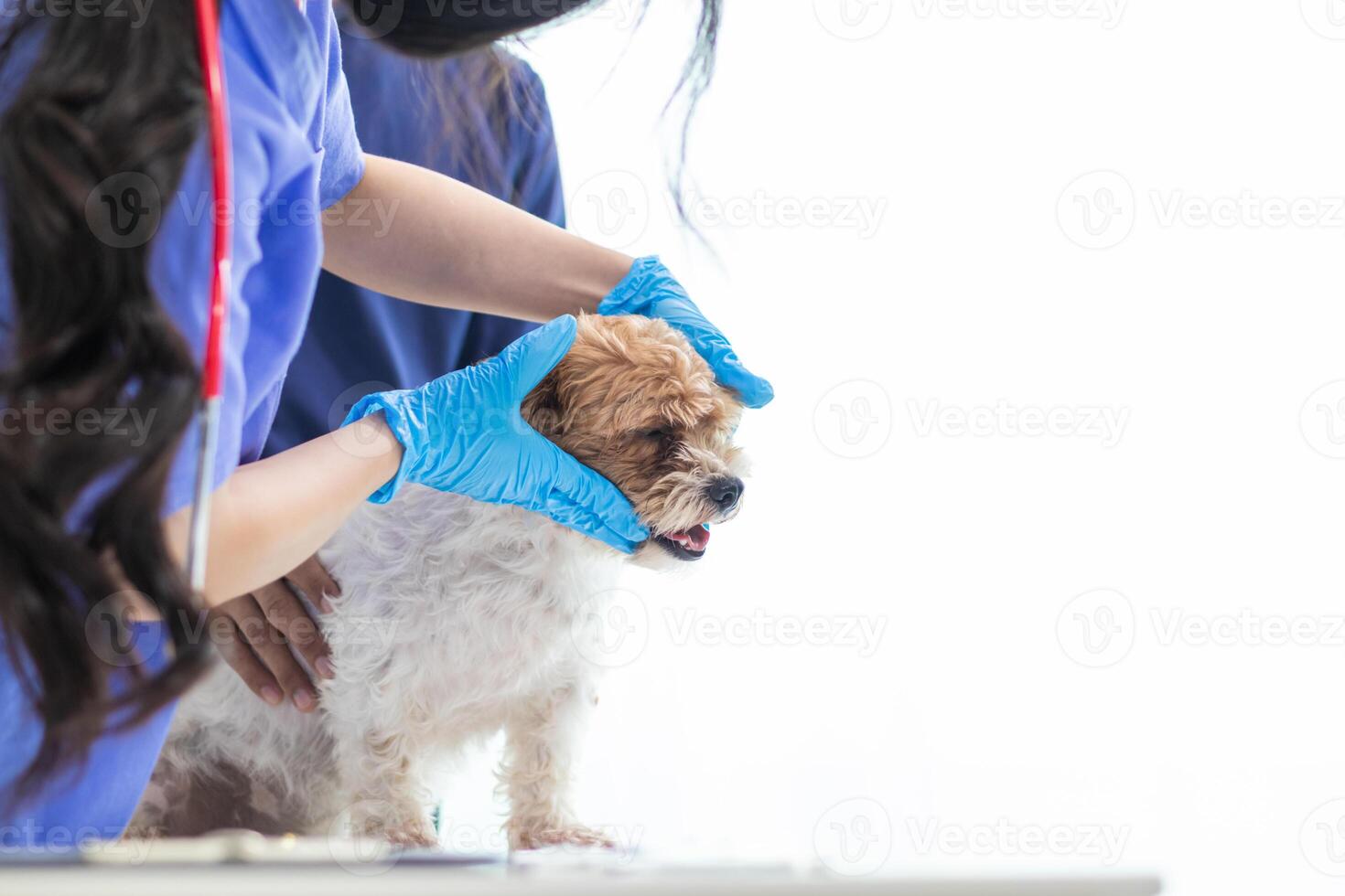 Veterinarian who specialize in veterinary medicine are examining health of dog within animal hospital look for diseases and injuries in dog. veterinarian is examining dog in hospita for treatment photo