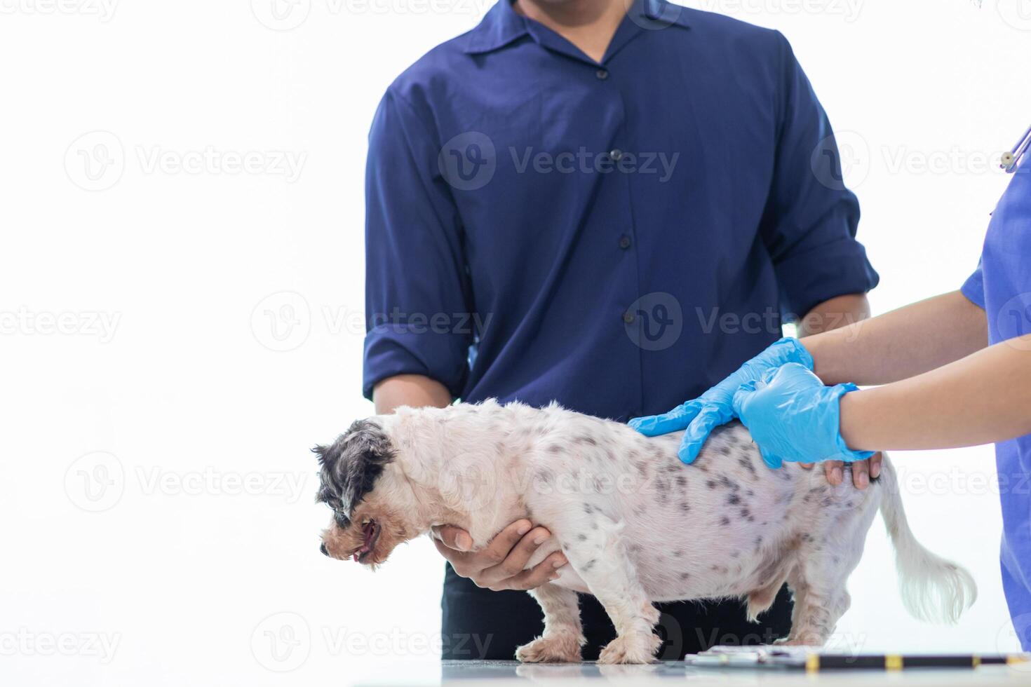 Veterinarian who specialize in veterinary medicine are examining health of dog within animal hospital look for diseases and injuries in dog. veterinarian is examining dog in hospita for treatment photo