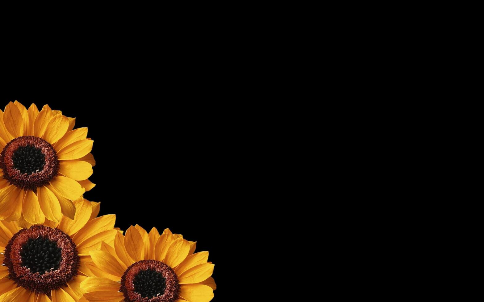 Spring sunflower with border frame. Floral banner border copy space. photo