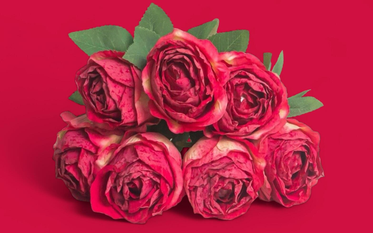 Beautiful spring roses on copy space background. Roses on copy space frame. photo