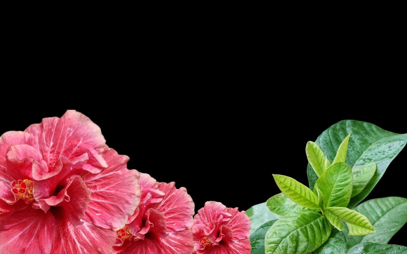 Tropical pink flower banner on background with copy space photo