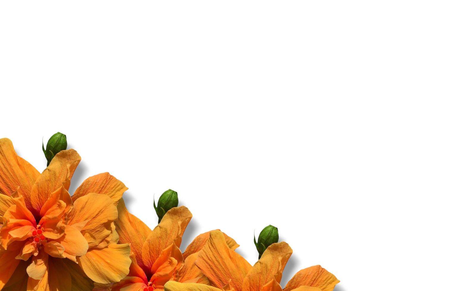 Yellow flower banner and coffee in the background with copy space photo