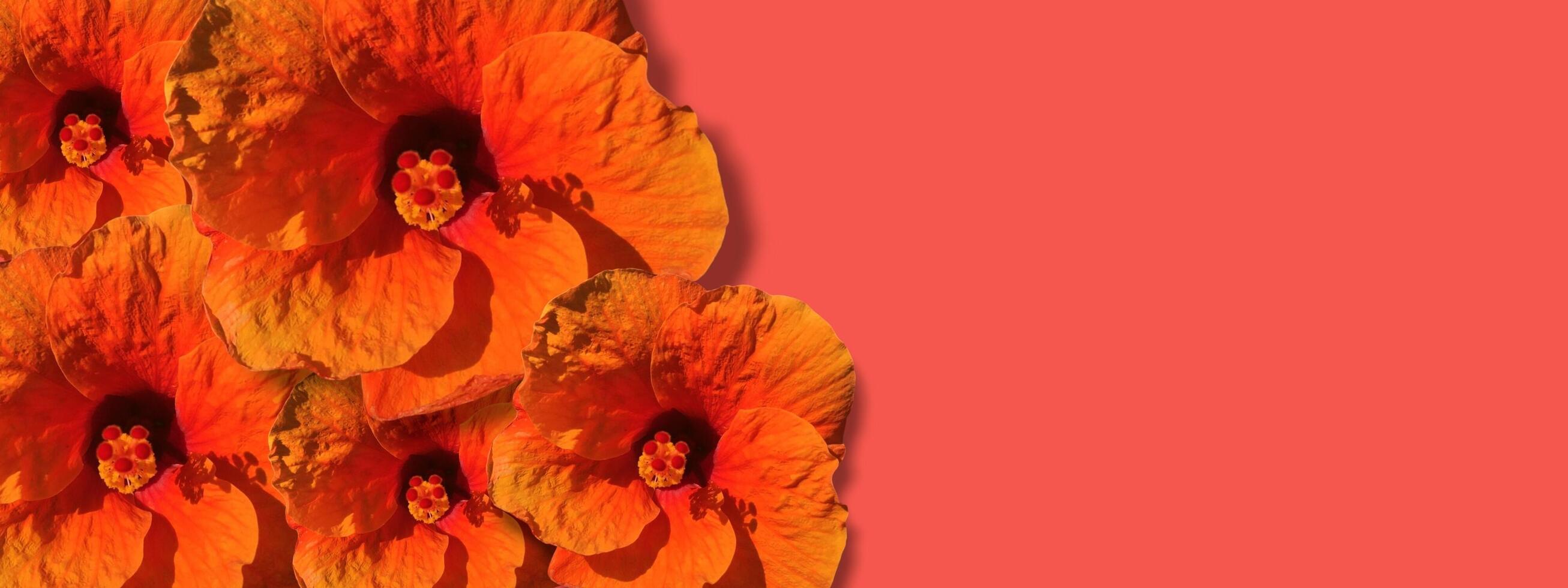 Flower banner background on autumn holiday. Colorful pumpkins, autumn leaves and flowers, decoration on copy space background. photo