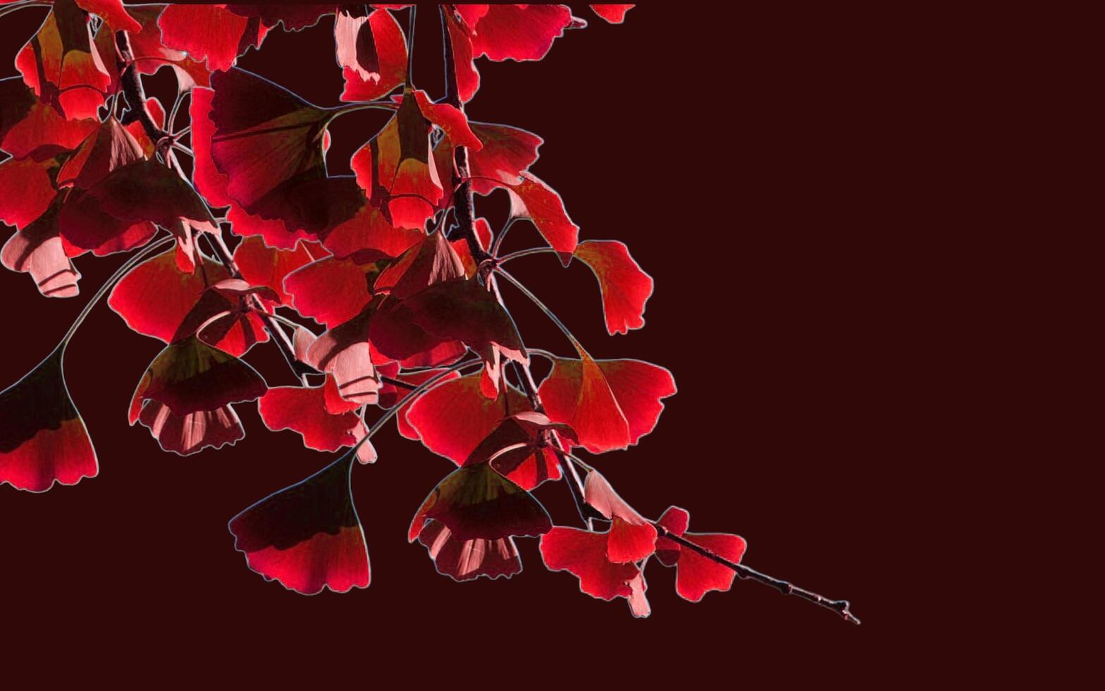 natural leaves on blank background for text. photo