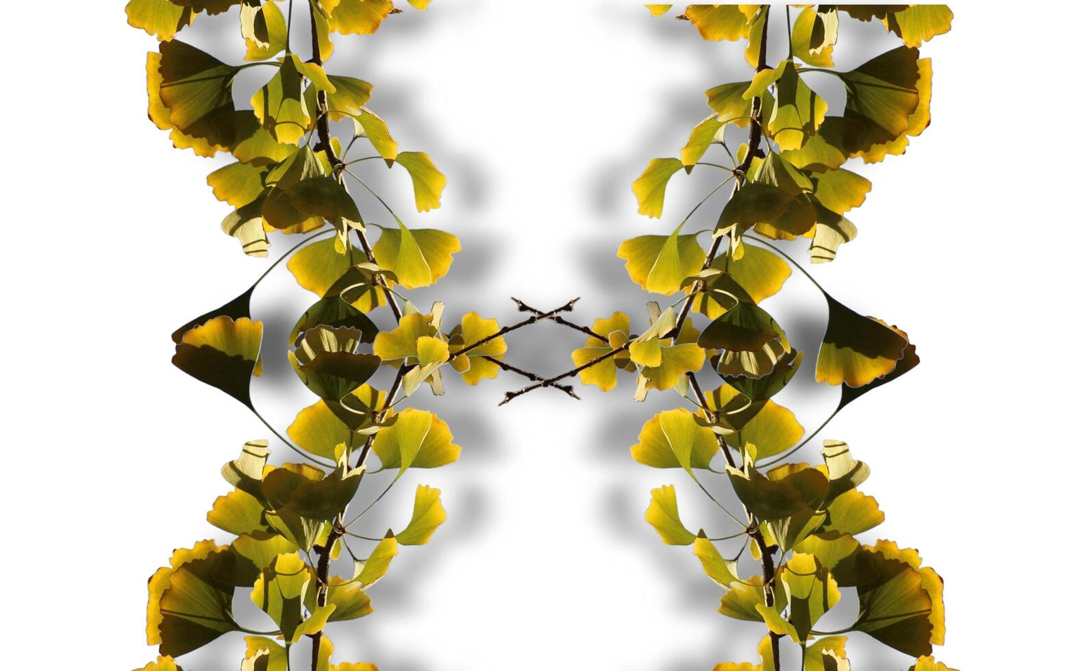Tropical leaves banner on white background with copy space photo