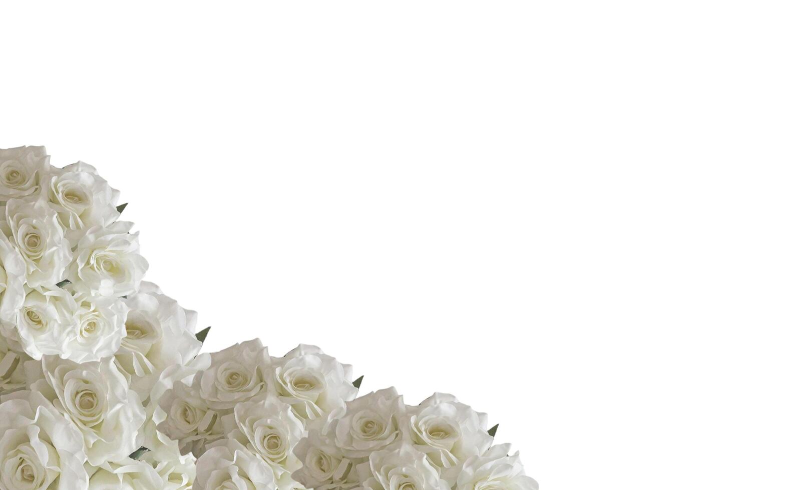 White rose petal plant, negative space background design. Great for additional design elements. photo