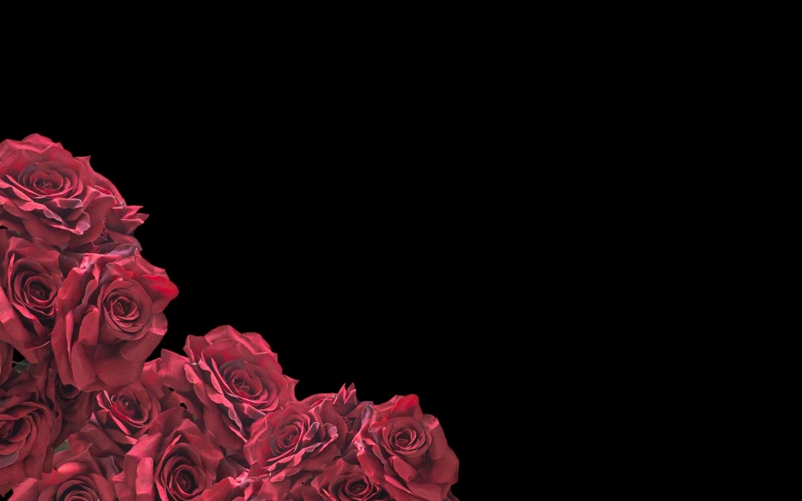 Red rose petal plant, negative space background design. Great for additional design elements. photo