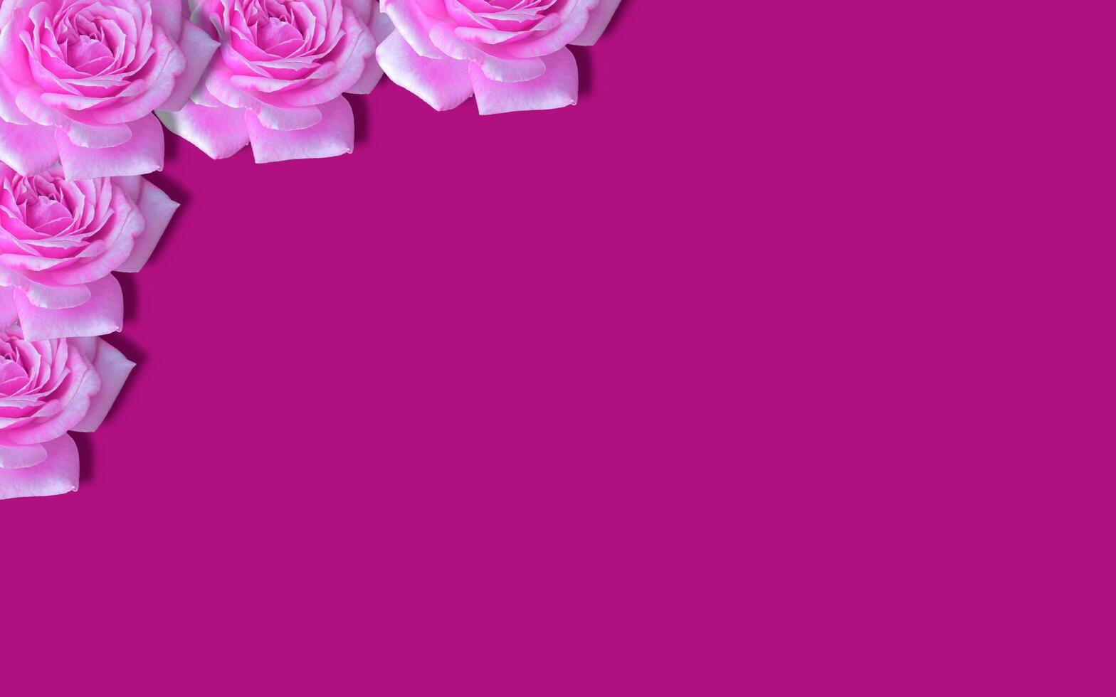 Close up of tropical violet flower plant, flower surface and frame are clearly visible, great for additional design element. photo
