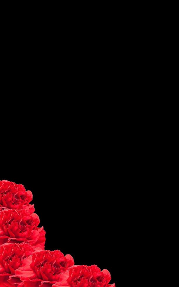 Tropical red rose flower plant negative space background design. Great for additional design elements. photo