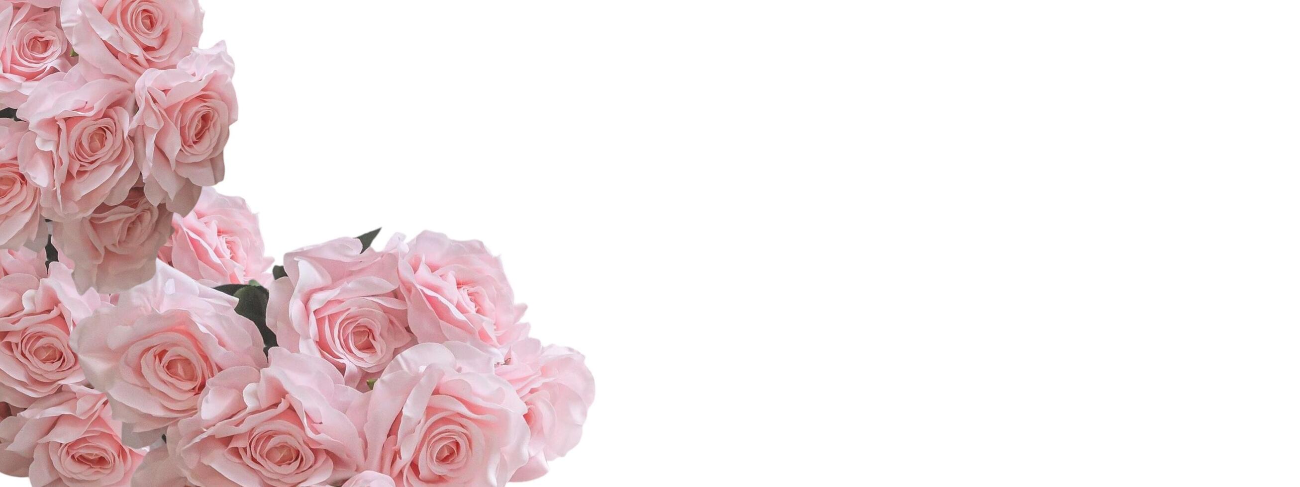 Pink rose petal plant with negative space background design. Great for additional design elements. photo