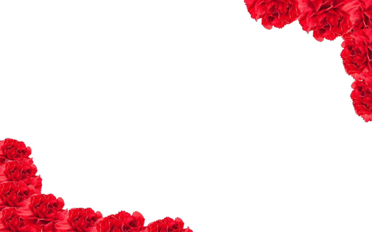Tropical red rose flower plant negative space background design. Great for additional design elements. photo