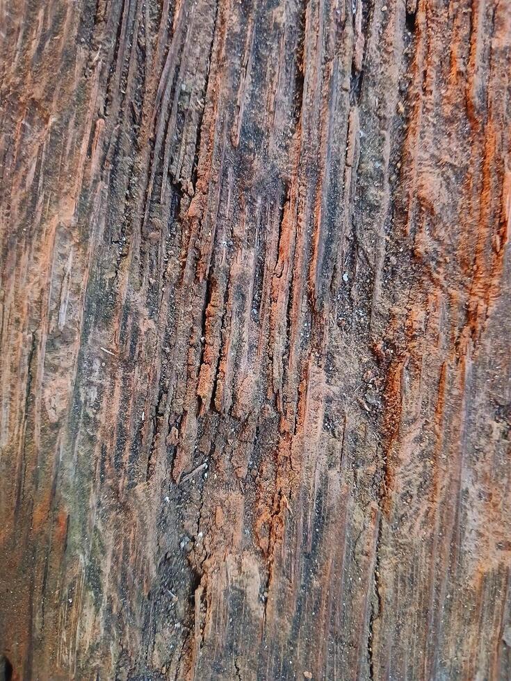 Close-up of old coconut wood texture background. Suitable for additional design projects. photo