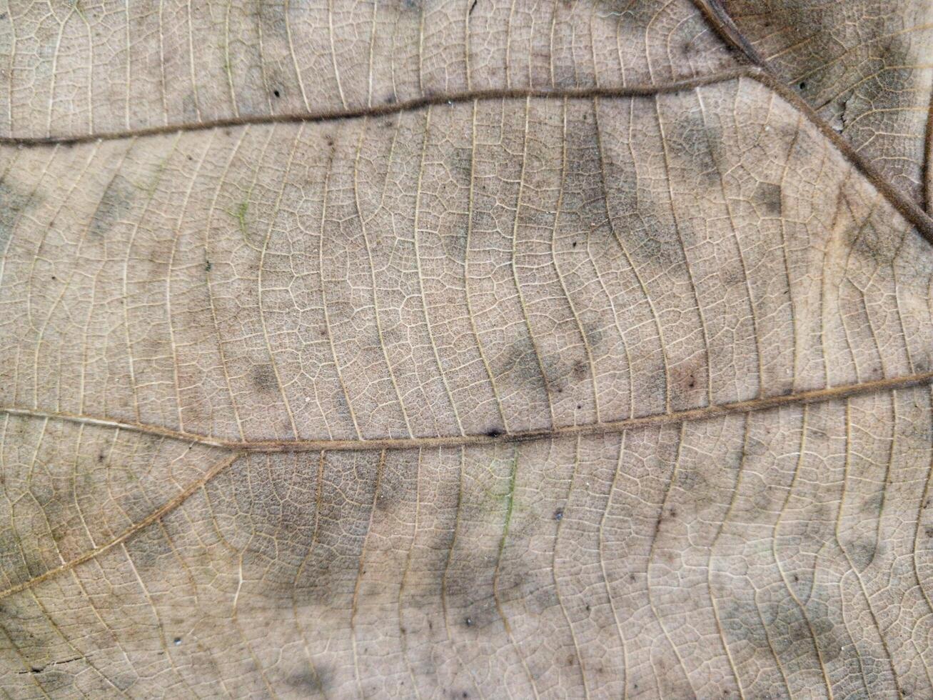 Rough background of dry teak leaf texture taken close up. Suitable for additional design projects. photo