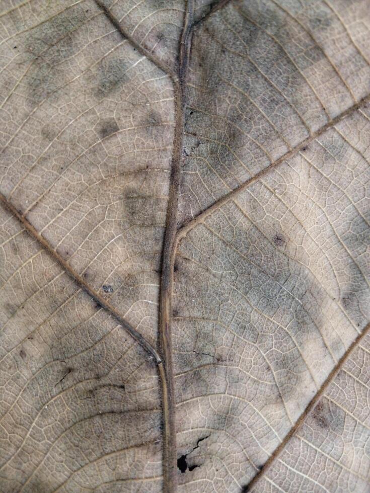 Rough background of dry teak leaf texture taken close up. Suitable for additional design projects. photo