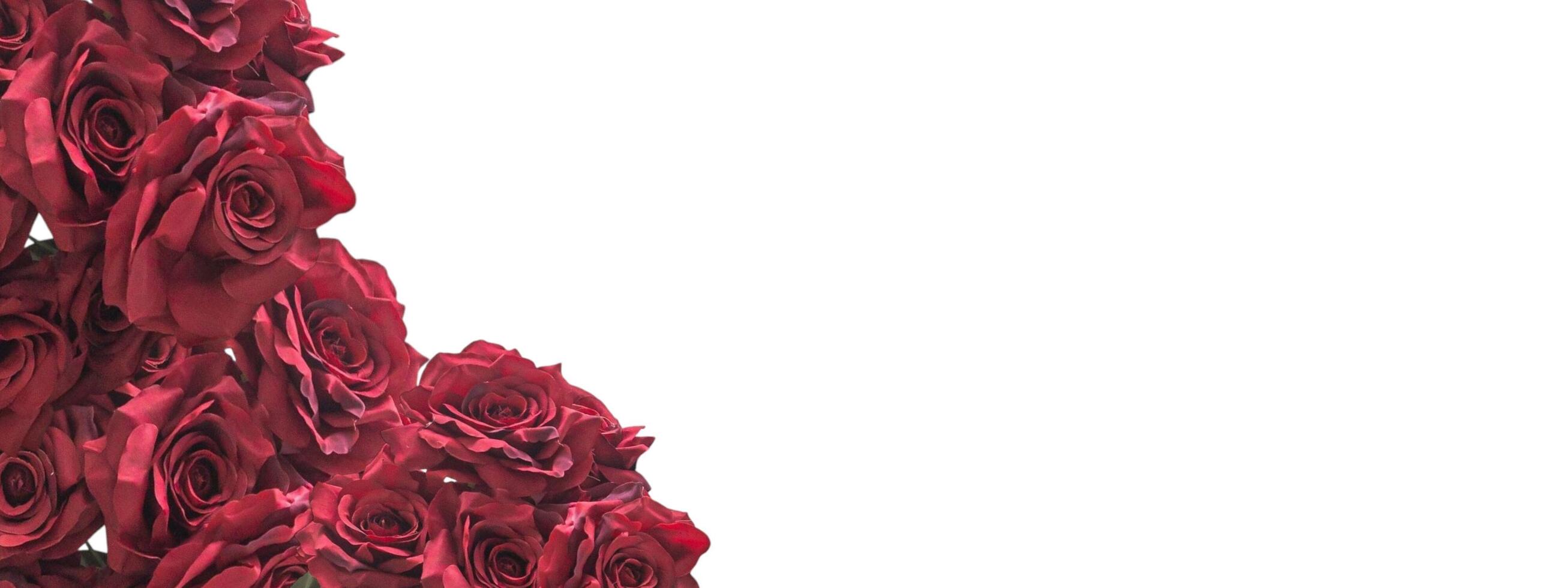 Red rose petal plant, negative space background design. Great for additional design elements. photo