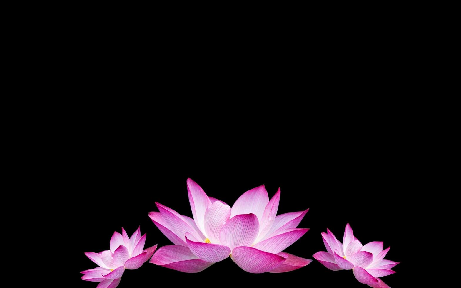 Close up of tropical pink lotus flower plant, flower surface and skeleton are clearly visible, great for additional design element. photo