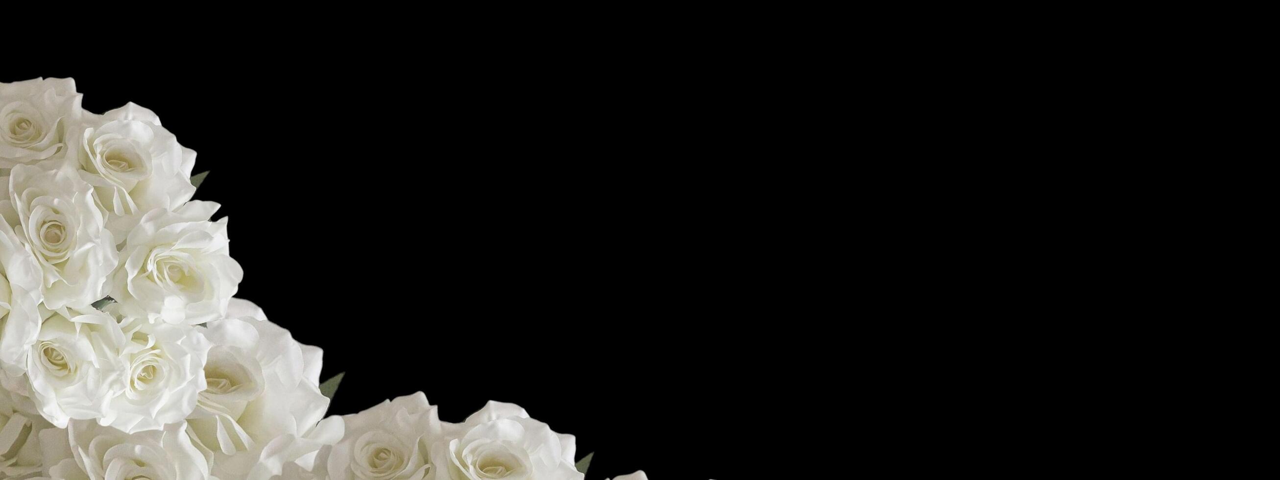 White rose petal plant, negative space background design. Great for additional design elements. photo