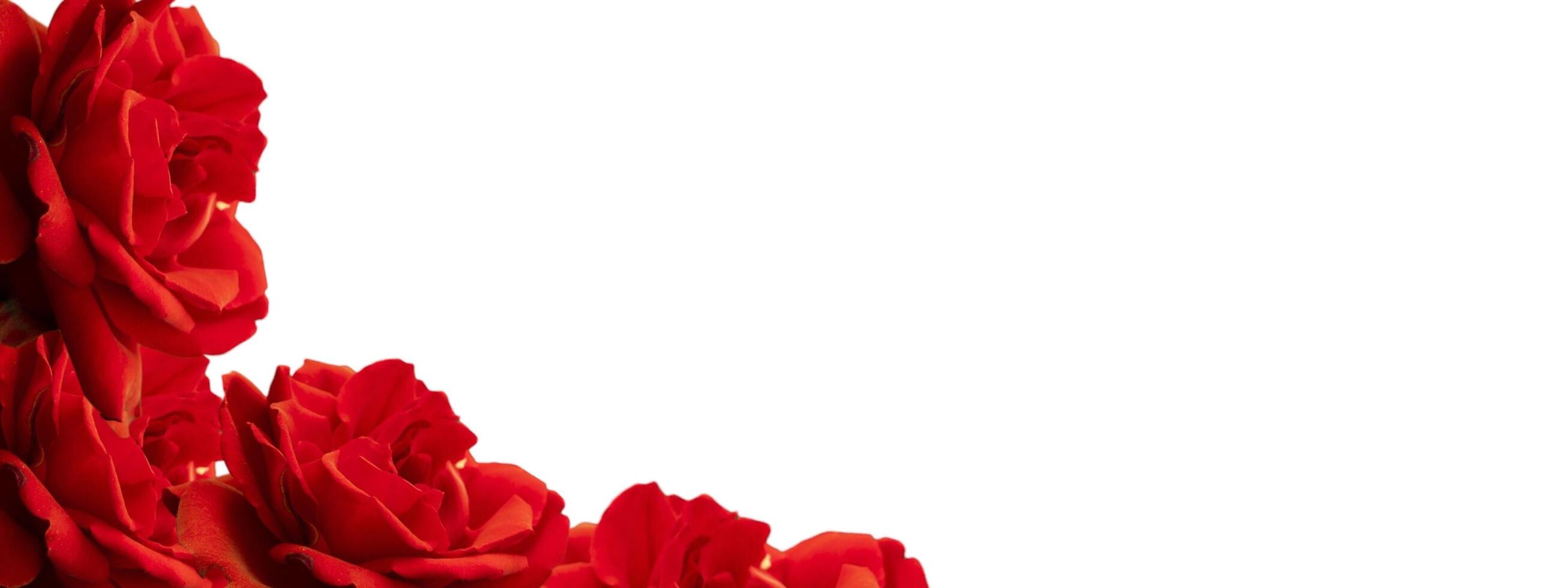 Close up of a tropical red rose plant, the surface and flower frame are clearly visible, as an additional design element. photo