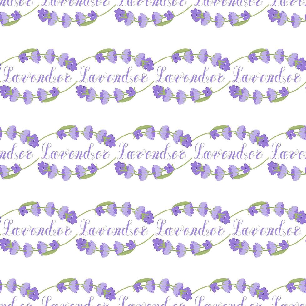 Lavender. Seamless pattern with flowers and the calligraphic word lavender on a transparent background. illustration. vector
