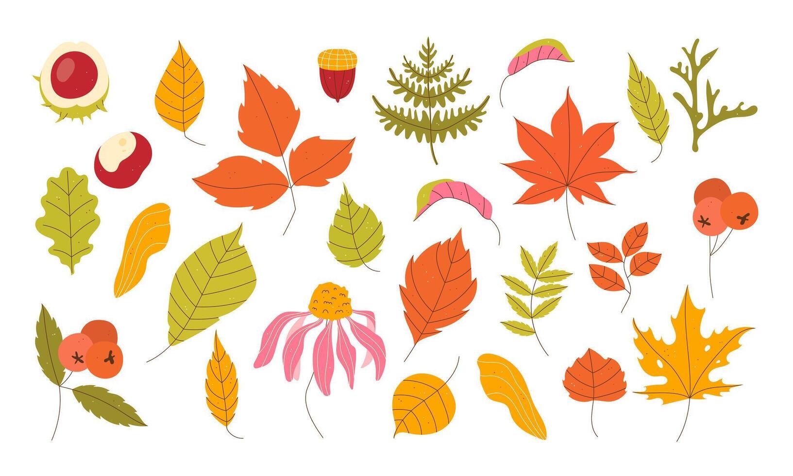 Set of autumn leaves. Autumn leaves, berries on a white background vector