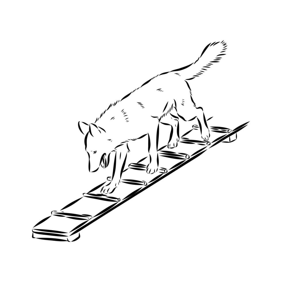 dog training sketch vector