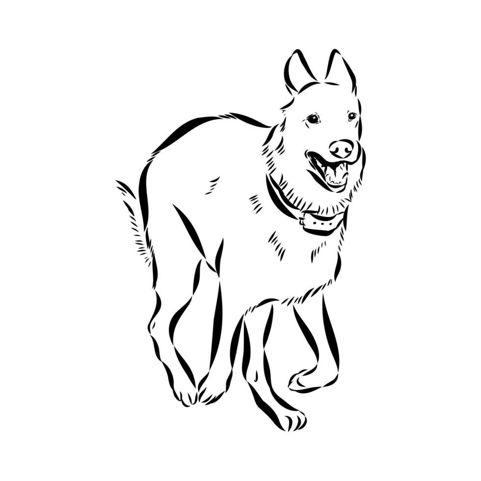dog training sketch vector