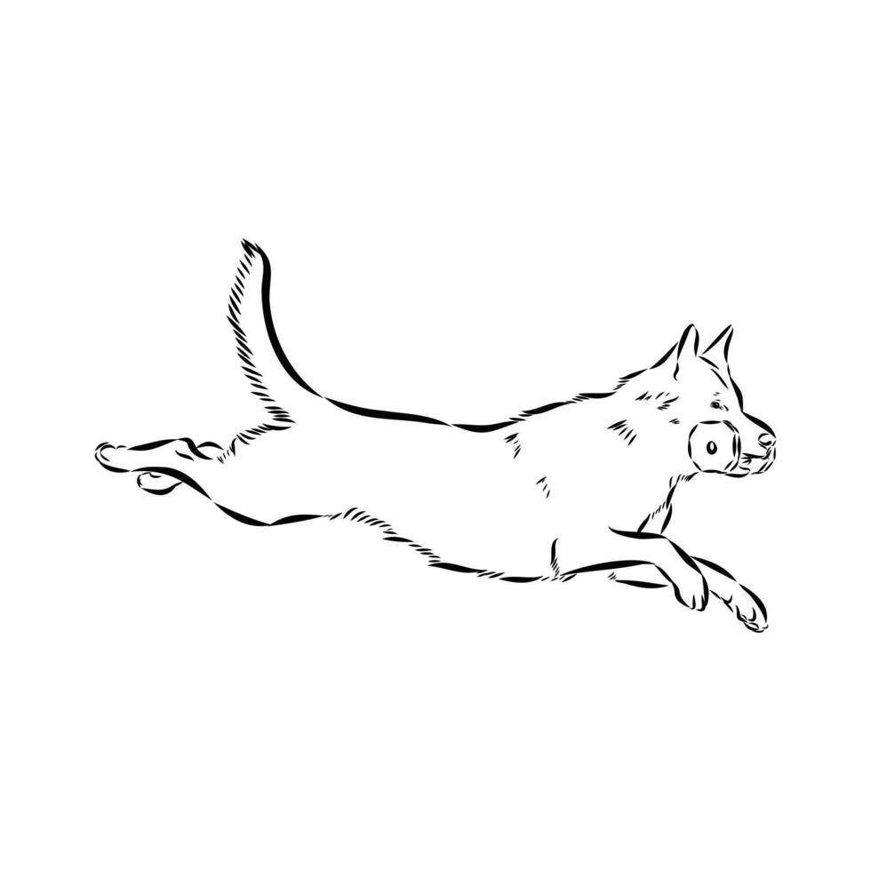 dog training sketch vector