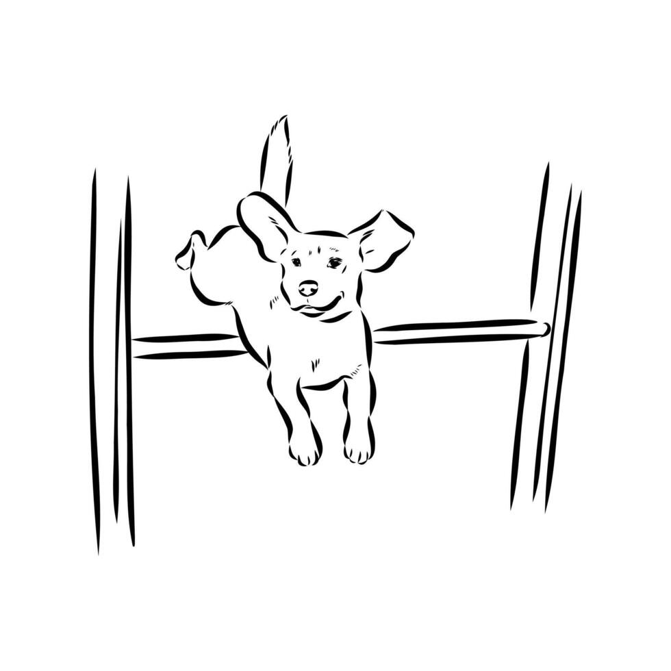 dog training sketch vector