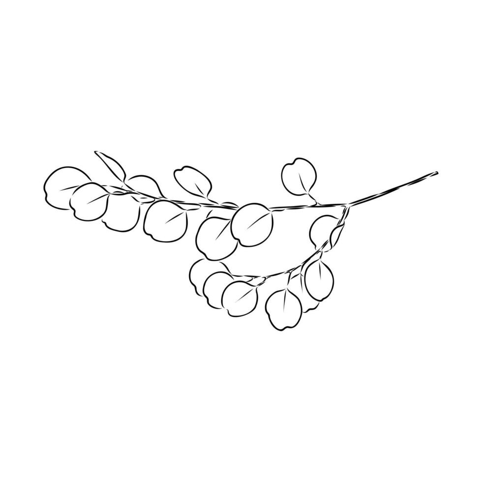 eucalyptus leaf sketch vector