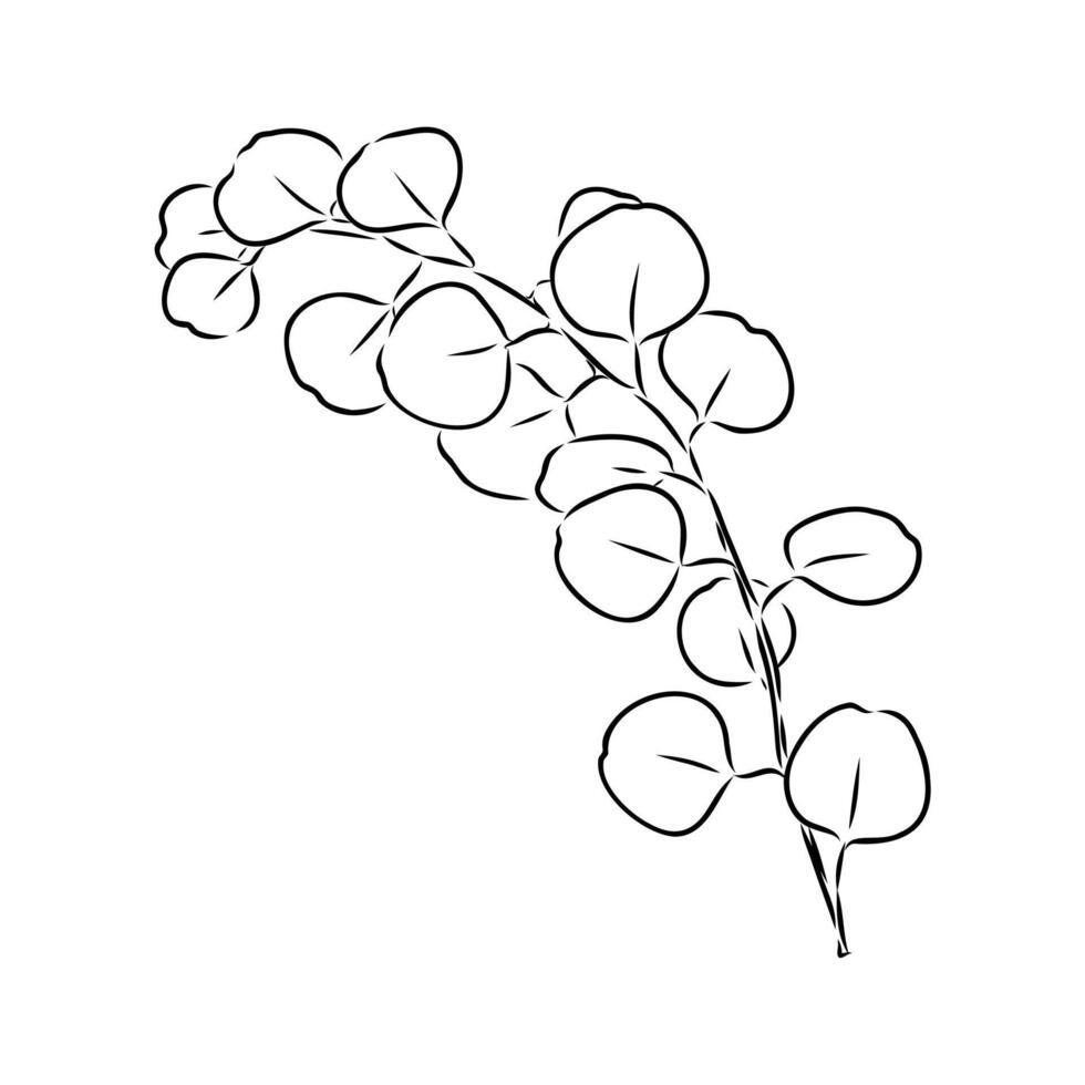 eucalyptus leaf sketch vector