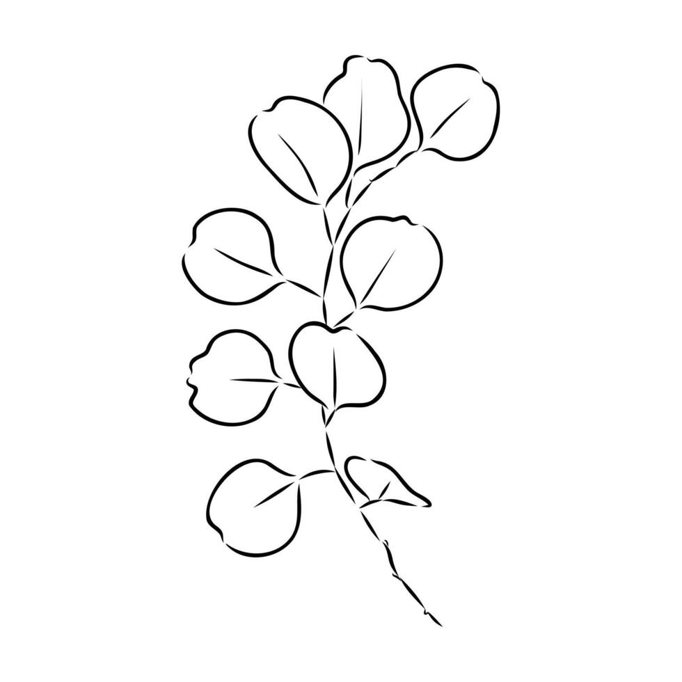 eucalyptus leaf sketch vector
