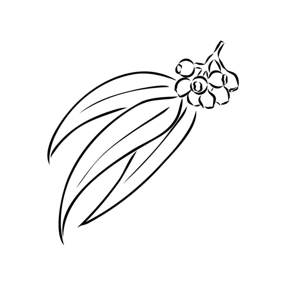 eucalyptus leaf sketch vector