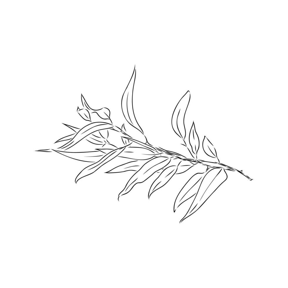 eucalyptus leaf sketch vector