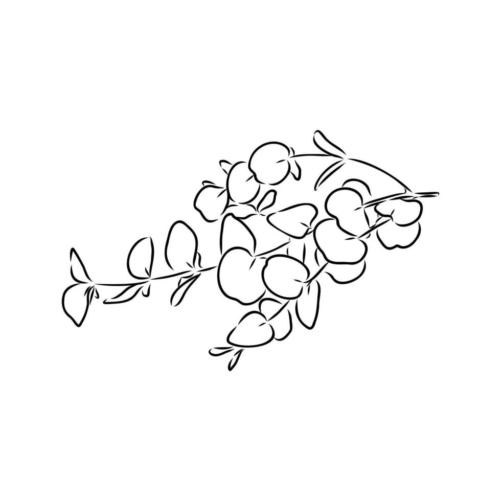 eucalyptus leaf sketch vector