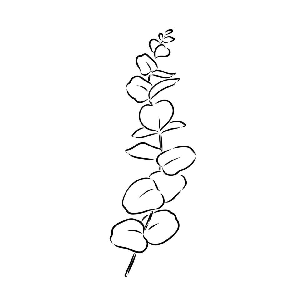 eucalyptus leaf sketch vector