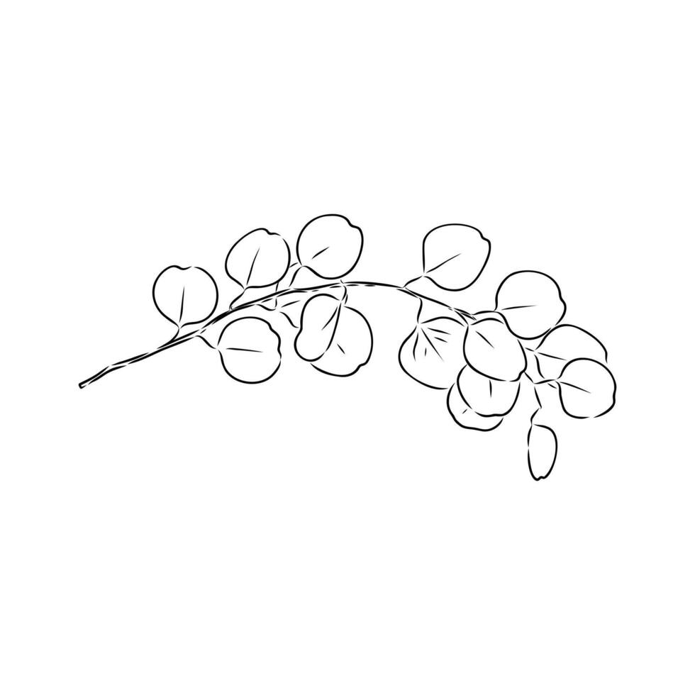 eucalyptus leaf sketch vector