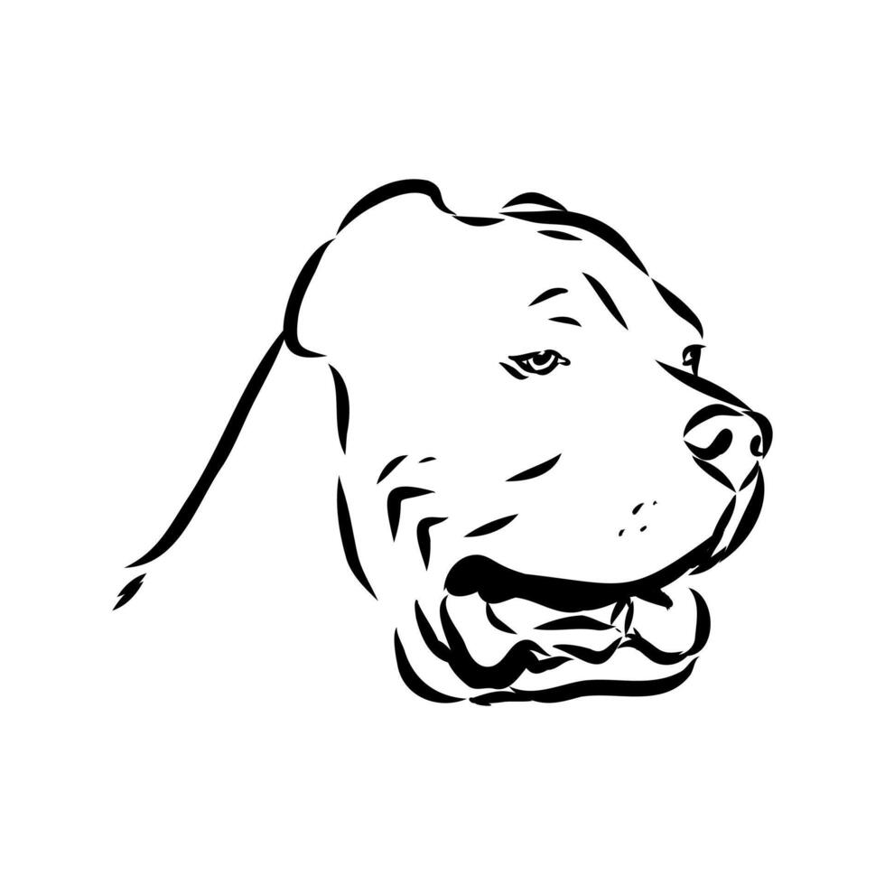 American bulldog sketch vector