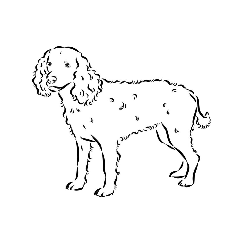 Spaniel dog sketch vector