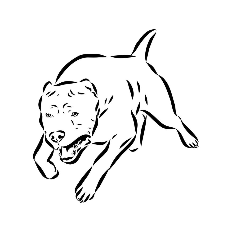American bulldog sketch vector