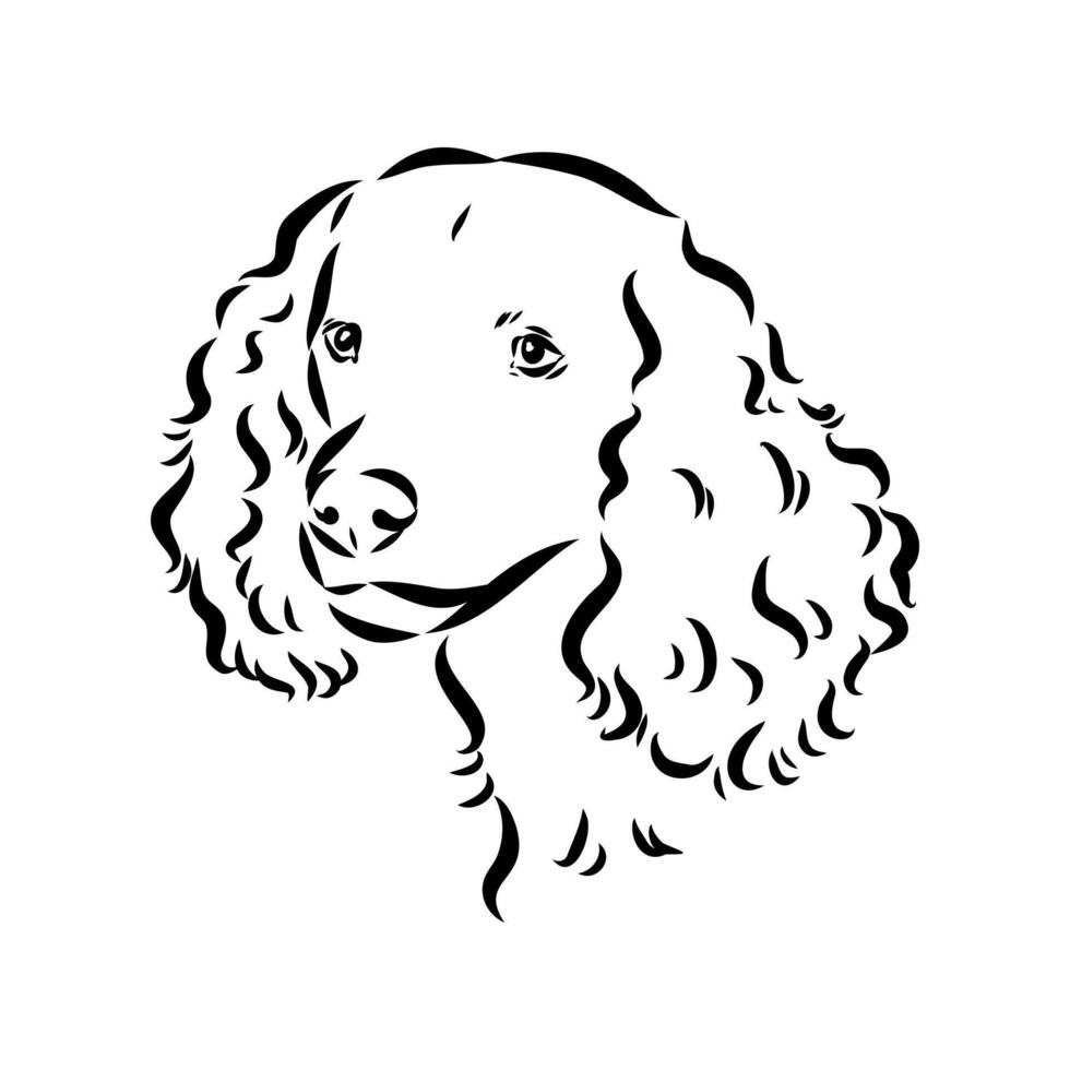 Spaniel dog sketch vector