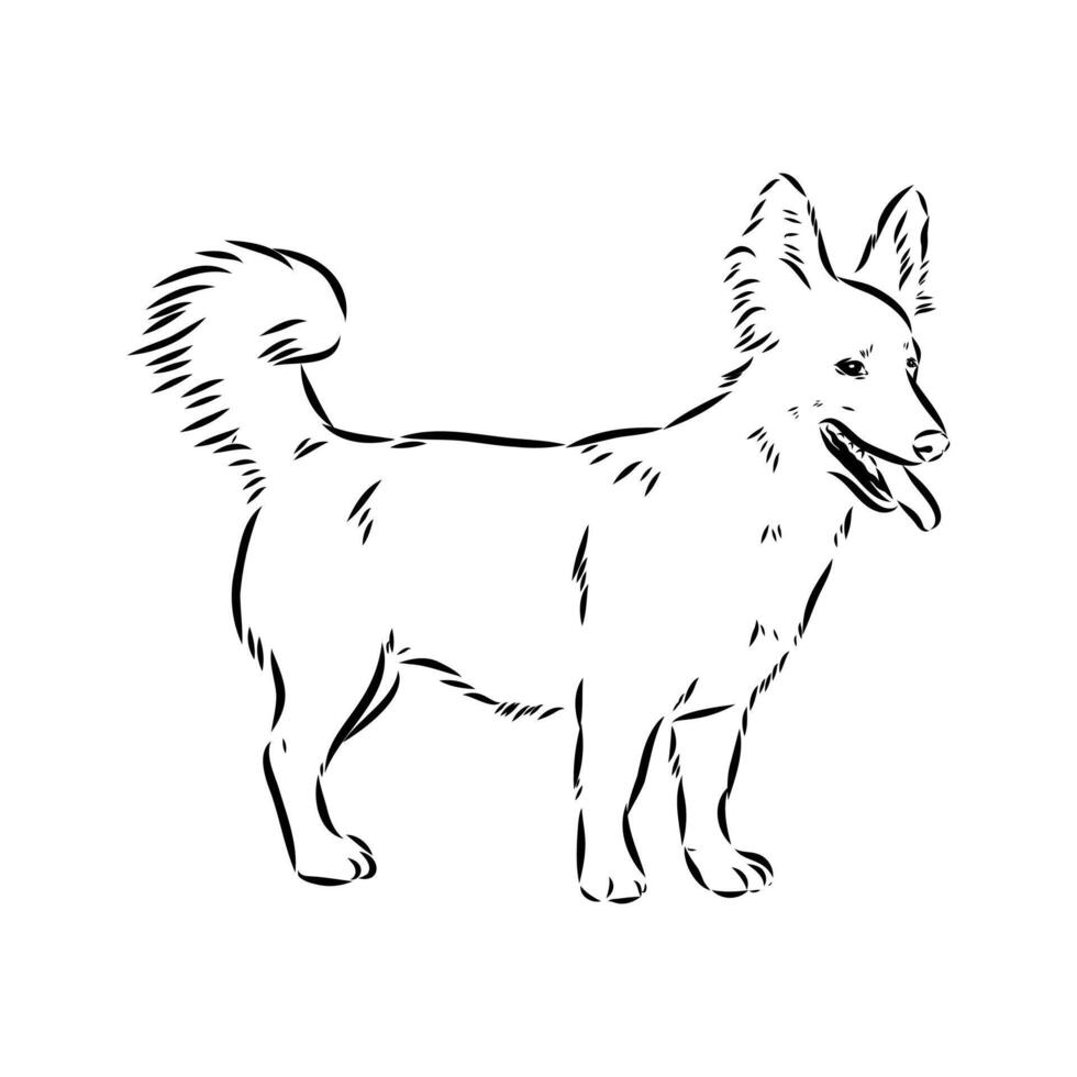Alopecis dog sketch vector