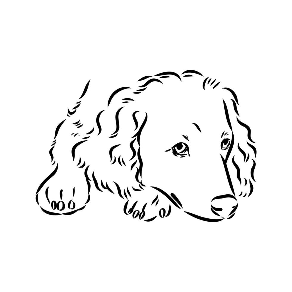 Spaniel dog sketch vector